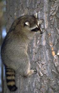 raccoon_on_tree