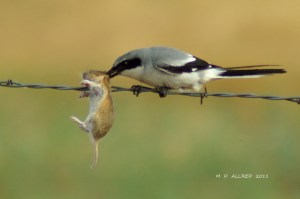 5725162596_16d4326a80_z