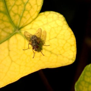 morguefile free photos