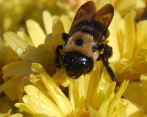 Snowbear, 2009, MorgeuFile.com