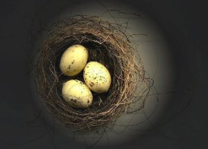 bird eggs