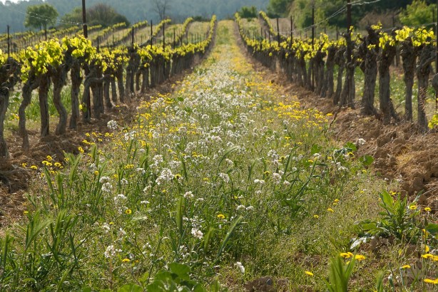 weeds in vineyard