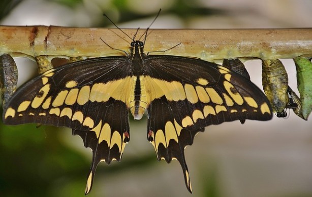 swallowtail-butterfly-329086_640